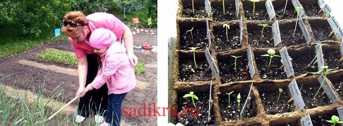 Проращивание семечек в детском саду